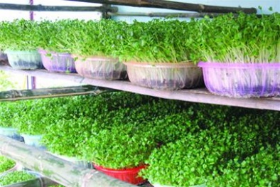 Rau mầm đắt hàng